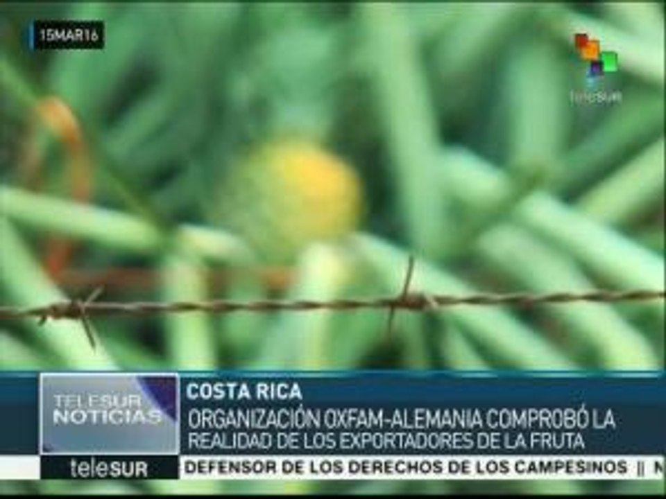 Costa Rica: empresas piñeras no permiten organización sindical