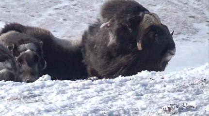 Arctic Muskox Hunt