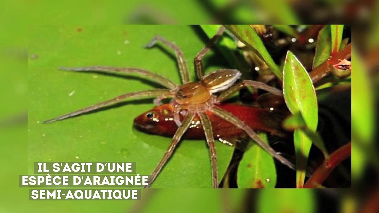Tremblez devant cette redoutable araignée qui se nourrit de poissons et de crapauds trois fois plus gros qu’elle