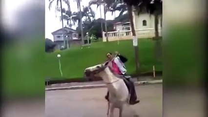 Hombre ebrio decide montar a caballo…¡muy mala idea!