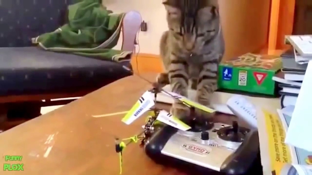 Funny Cat Videos That Will Make You Laugh So Hard, You Cry - hilarious videos that will make you cry with laughter