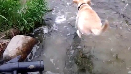 Un labrador qui rêvait d’être un poisson!