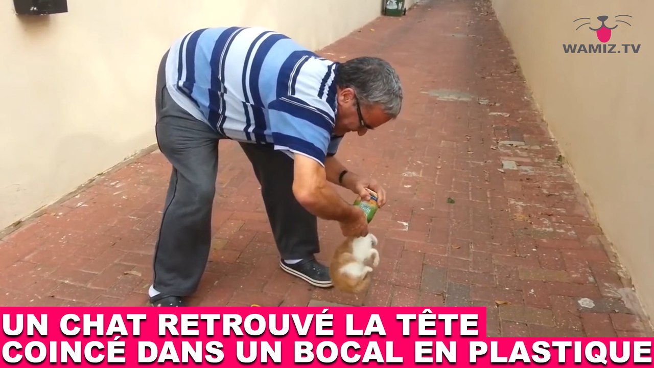 Un chat retrouvé la tête coincé dans un bocal en plastique ! À voir tout de suite dans la minute chat #161