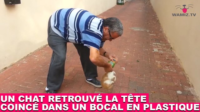 Un chat retrouvé la tête coincé dans un bocal en plastique ! À voir tout de suite dans la minute chat #161