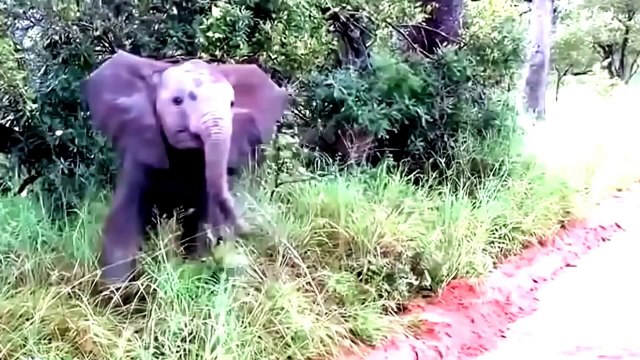 Funny animal videos - Funny animal videos that make you laugh so hard you cry - Funny Animals Compilation