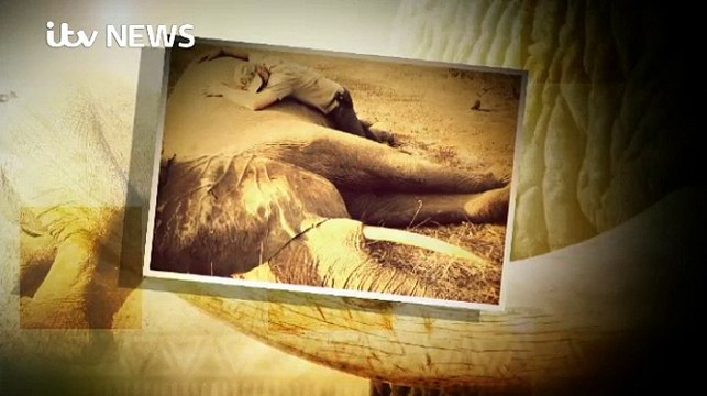 ITV News 15Mar16 - Prince William on plight of elephants & rhinos