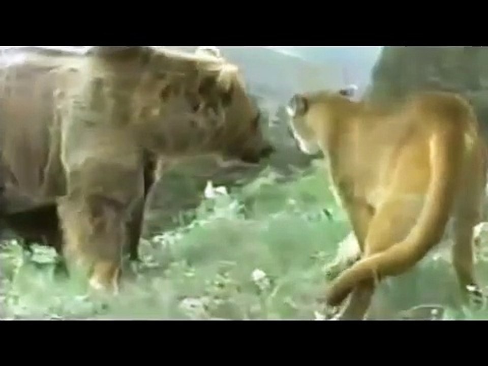 Big Battle Animals Real Fight