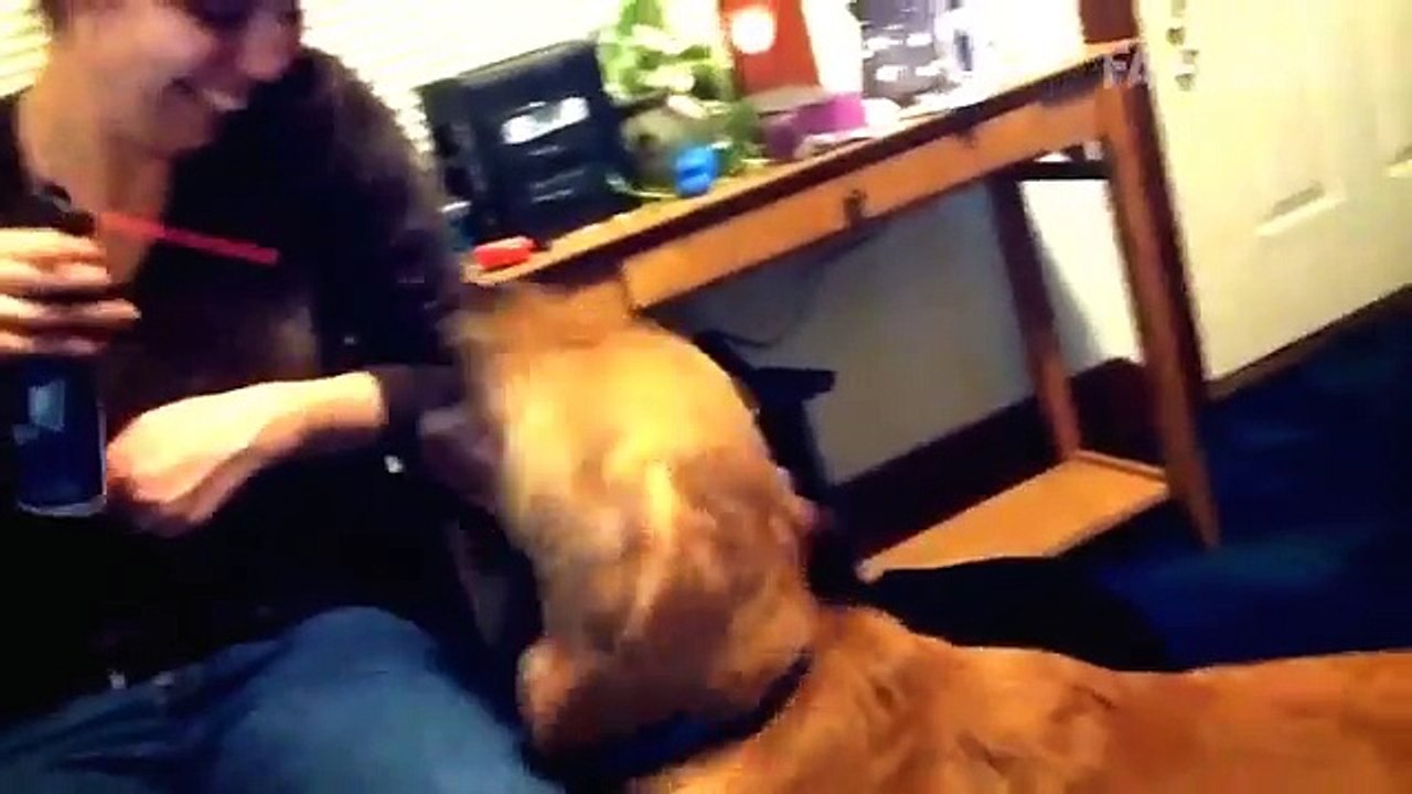Funny Pets!! Crazy video!!