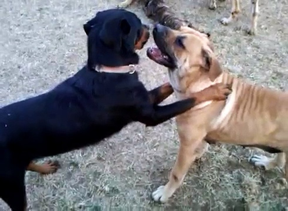 Mastweilers, Mastiffs, Rottweilers, January 24, 2011