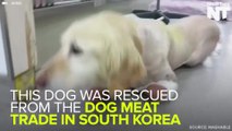 The Quadruple Amputee Dog Who Survived Being Eaten