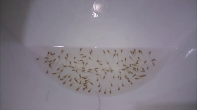 133 Adet Yunus Ciklet Yavrusu