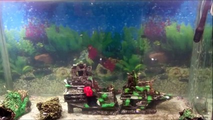 166 Adet Ciklet Yavrusunu Büyük Akvaryuma Attık