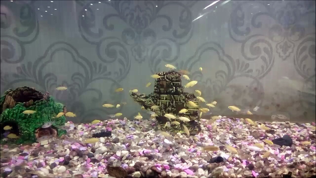 180 Adet Sarı Prenses ve Yunus Ciklet