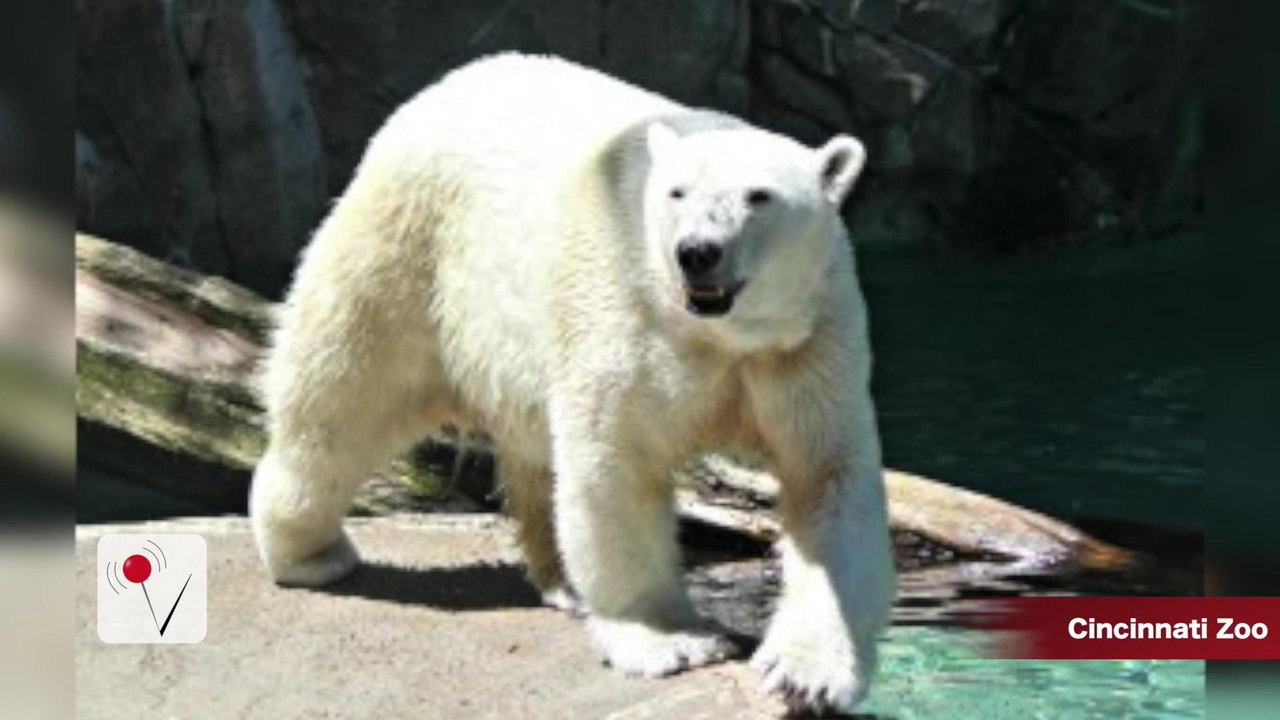 Polar Bear Escapes at the Cincinnati Zoo - video Dailymotion