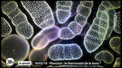 Plancton, le thermostat de la terre ?