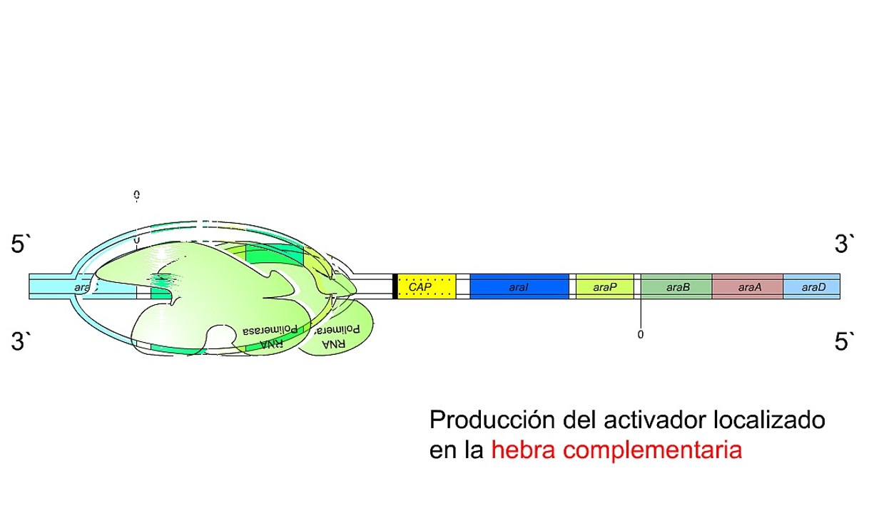 Operón de L-ara