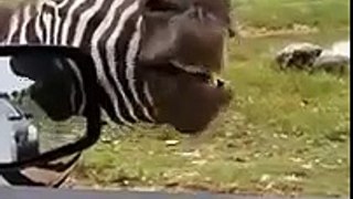 The Amazing Singing Zebra