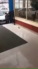 Un oiseau ressuscite son copain en arrêt cardiaque.. Dr Hous