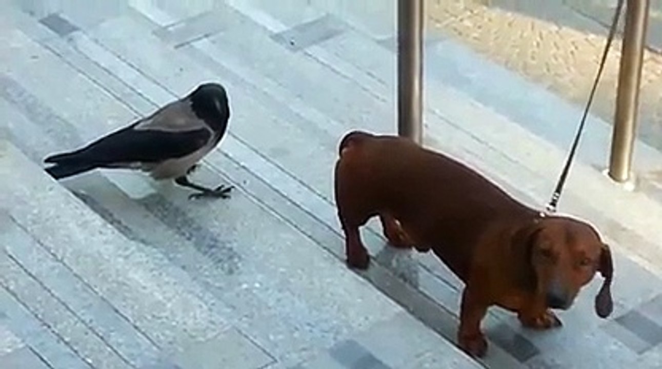 Une corneille harcèle pauvre un chien