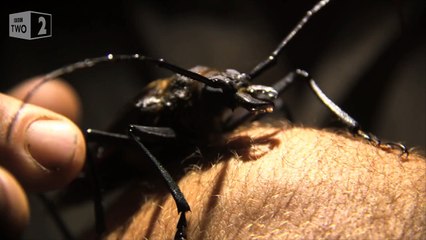 Giant Longhorn Beetle Steve Backshalls Extreme Mountain Challenge: 1 Preview BBC