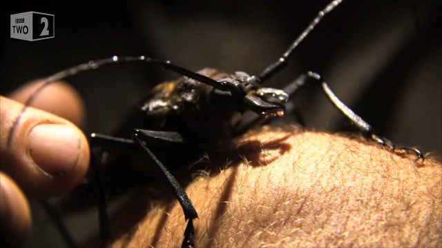 Giant Longhorn Beetle Steve Backshalls Extreme Mountain Challenge: 1 Preview BBC