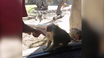 Baboon Is Amazed By Man's Magic Trick