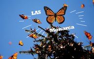 Las Mariposas Monarca | Santuario Piedra Herrada | Rumbo a Valle de Bravo