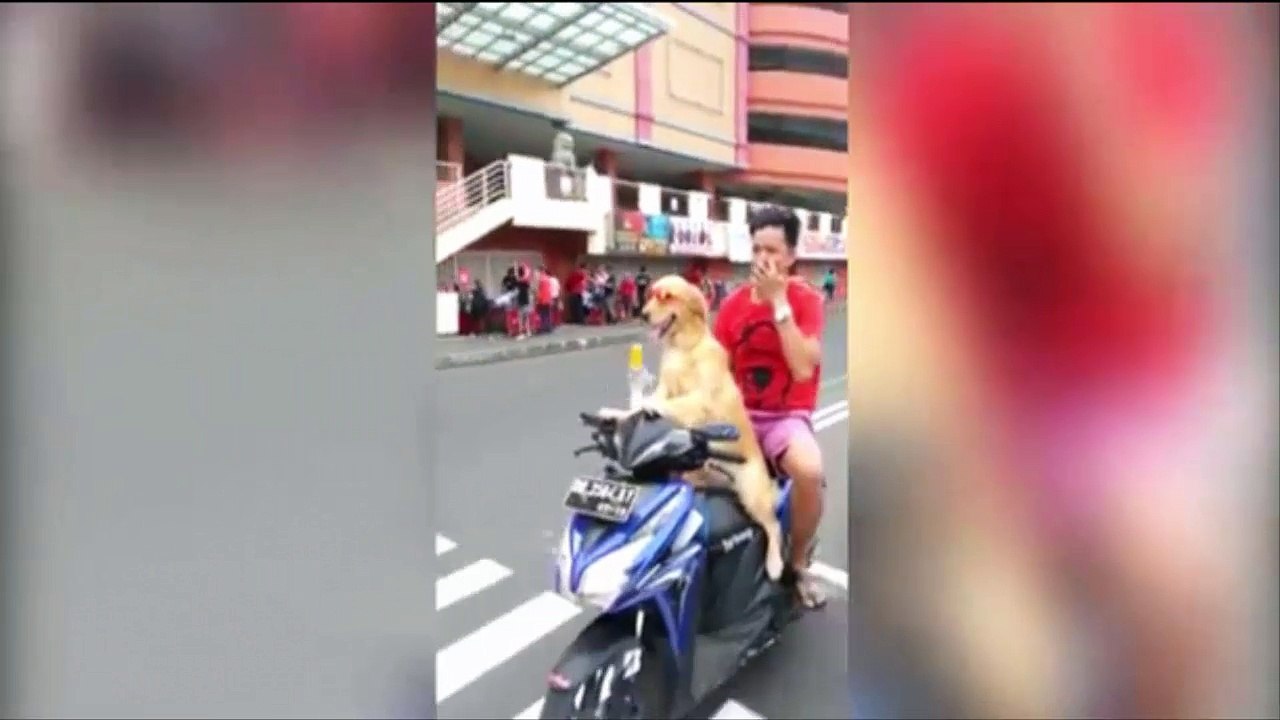 Hilarious video shows talented dog wearing sunglasses and riding moped down busy street