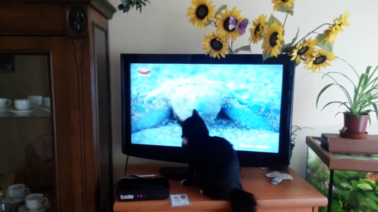 Komik Kediler :) :p