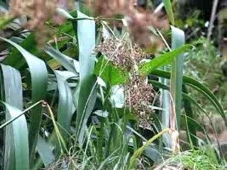 Vous avez dit des rats ?