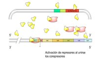 Operón del Triptofano