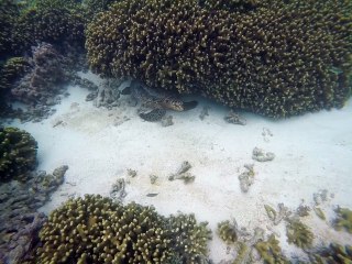 todhoo Island Beach maldives
