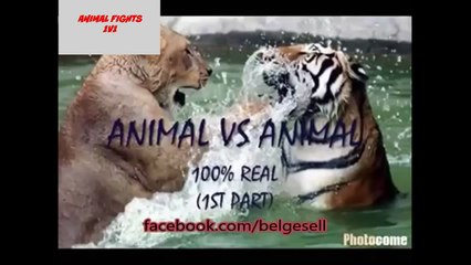 Top 10 Giant Animal vs Animal Fights with Surprising Endings - Real Fight