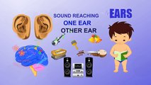 Ears - Human Body Parts - Pre School Know Your Body - Animated Videos For Kids