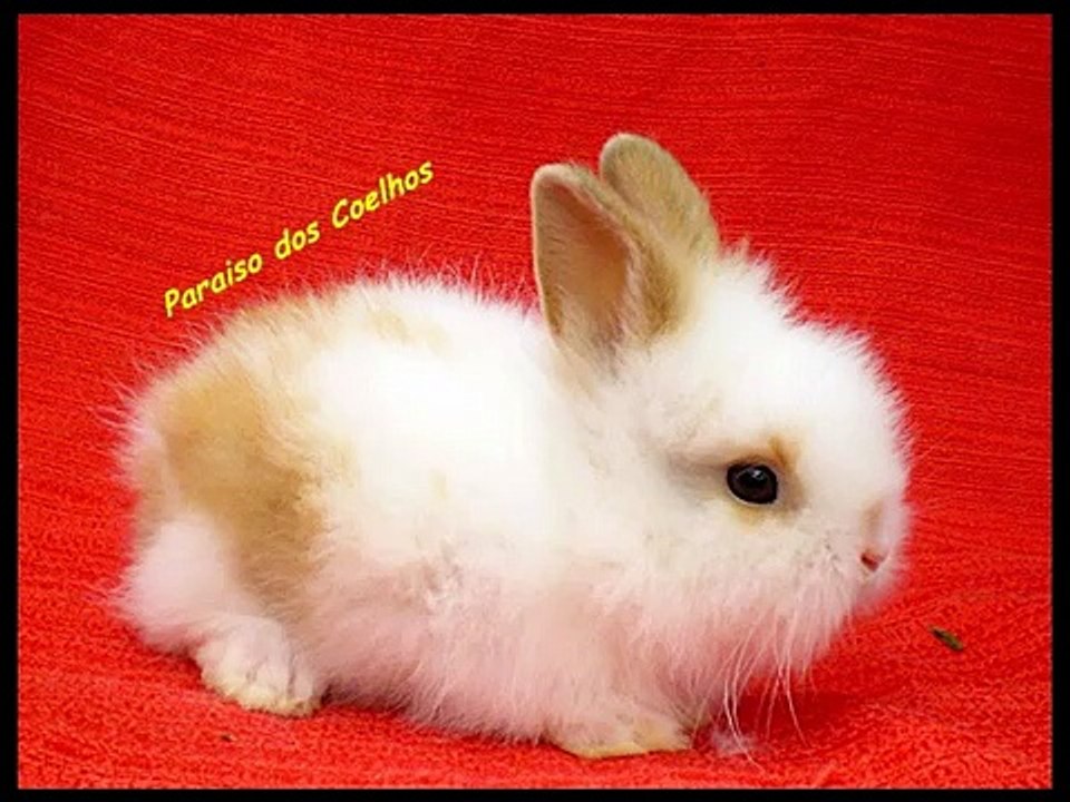 Mini coelhos- Animais de estimação