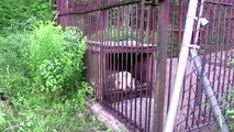 Dopo 30 anni in una gabbia da circo, ecco l'orsa come è diventata