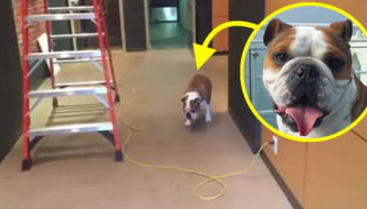 Bulldog tackles his fears of both ladders and crossing cables in the funniest way | Adorabo