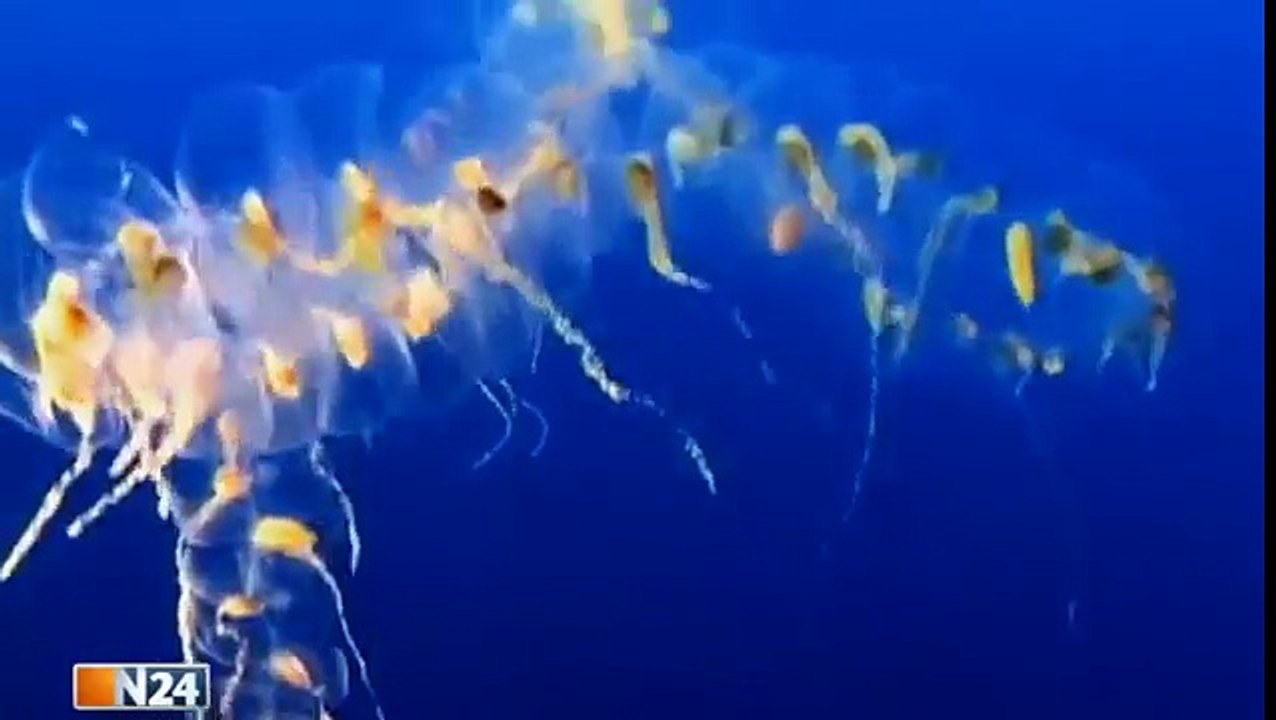 In ewiger Dunkelheit Geschöpfe der Tiefsee Dokumentation