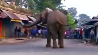 Elephant Rampages Through Village in India West Bengal
