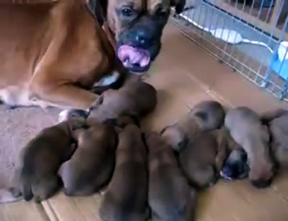 Puppies Make Spooky Halloween Sounds