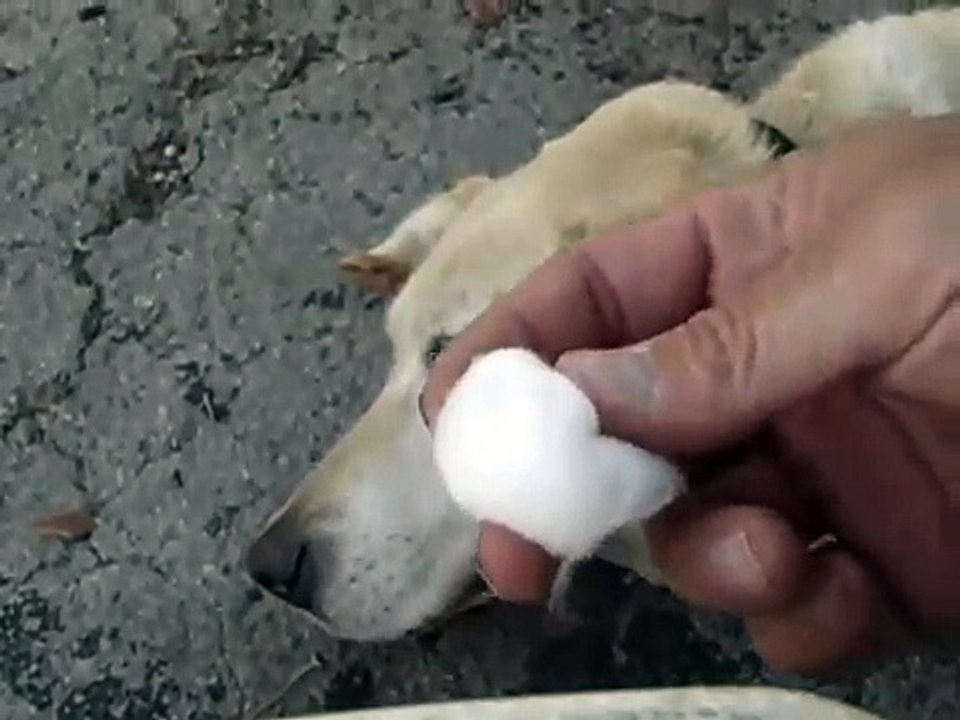 Dog Ear Cleaning