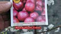 Bruce Plum Trees