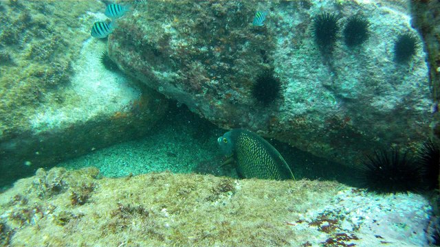 Venha mergulhar, pedalar, nos Mares, venha conhecer a ilha Oceânica da Rapada, Ubatuba, SP, Brasil, (10)