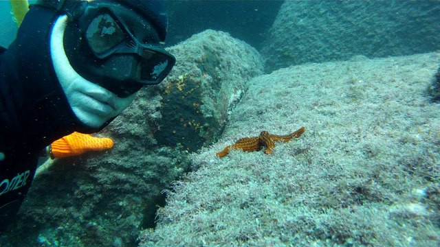 Venha mergulhar, pedalar, nos Mares, venha conhecer a ilha Oceânica da Rapada, Ubatuba, SP, Brasil, (12)