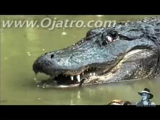 Python vs Alligator  01 -- Real Fight -- Python attacks Alligator
