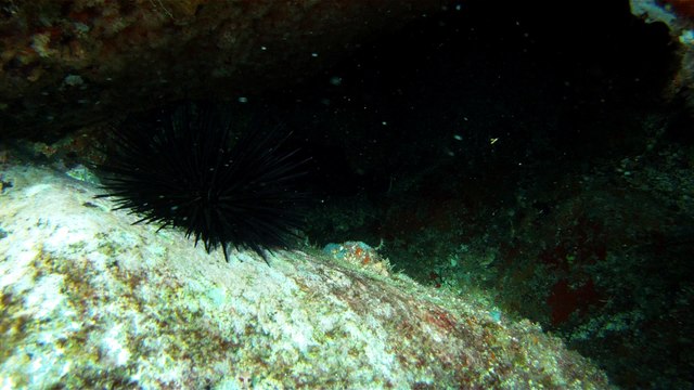 Venha mergulhar, pedalar, nos Mares, venha conhecer a ilha Oceânica da Rapada, Ubatuba, SP, Brasil, (17)