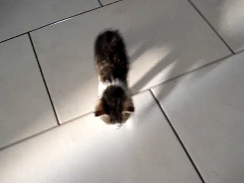 kimi