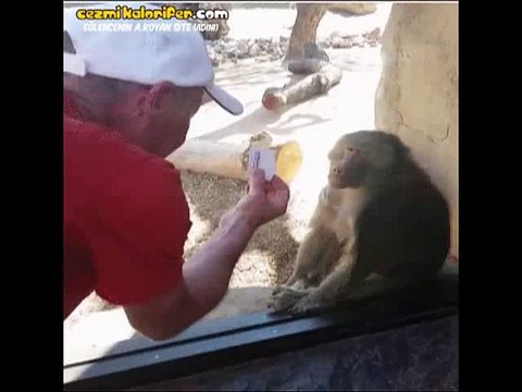 Sihirbazlık Numarasını Görünce Hayrete Düşen Babun