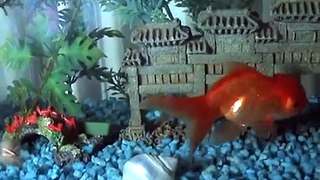 My camera shy goldfish!