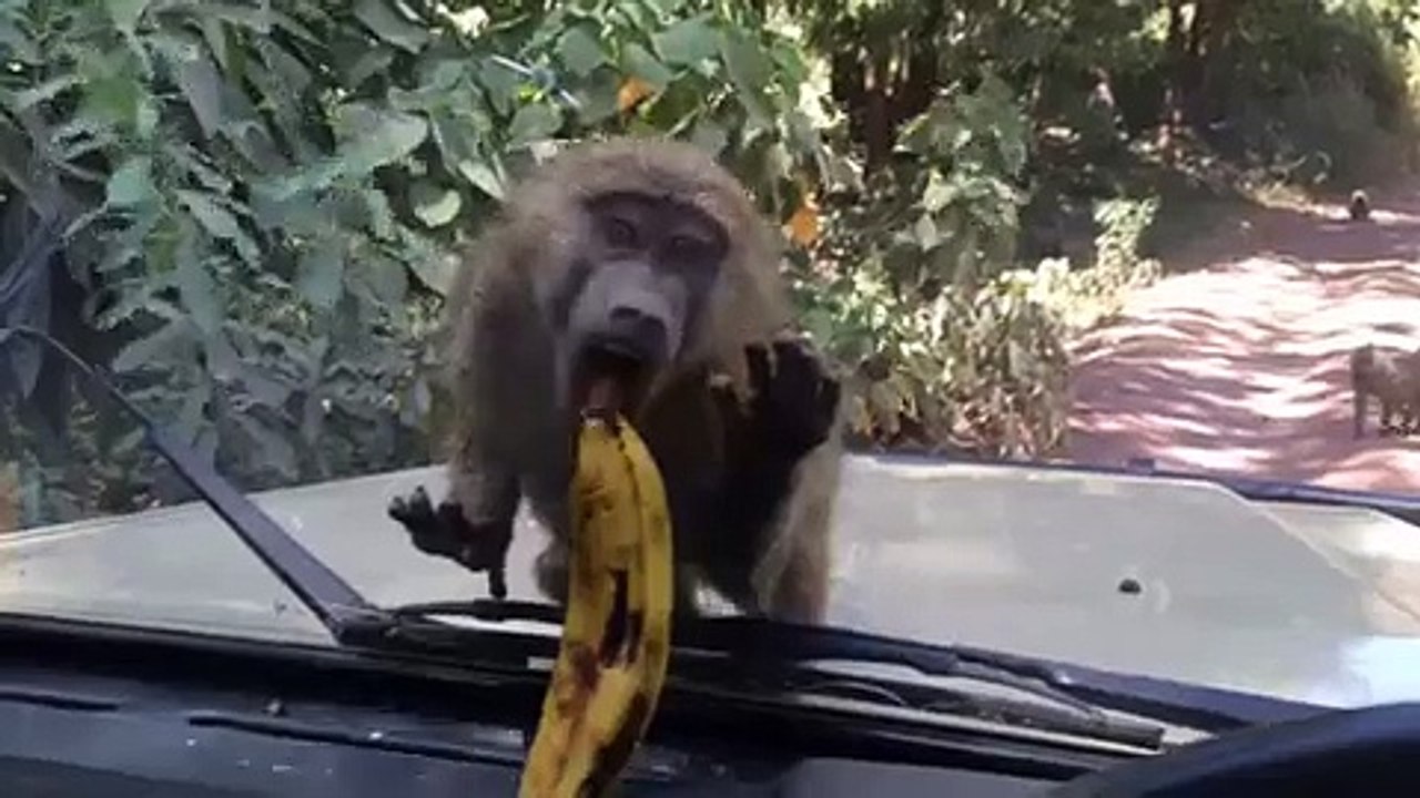 monkey is always monkey